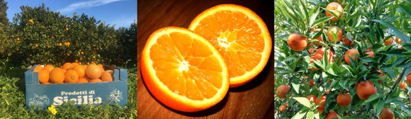 Orangen aus Sizilien