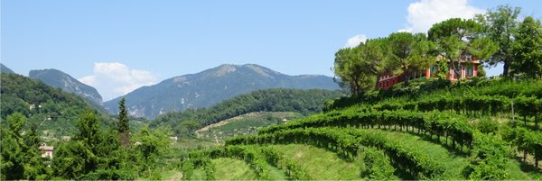 Wein aus dem Veneto